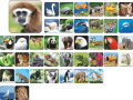 Gra memo pamięć memory zoo Adamigo.png