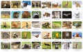 Memory Fauna Polski Adamigo.jpg